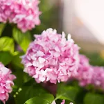 Rose كرك